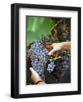 Vineyard Worker Harvesting Bunch of Grenache Noir Grapes, Collioure, Languedoc-Roussillon, France-Per Karlsson-Framed Photographic Print