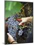 Vineyard Worker Harvesting Bunch of Grenache Noir Grapes, Collioure, Languedoc-Roussillon, France-Per Karlsson-Mounted Photographic Print