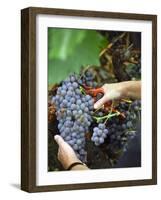 Vineyard Worker Harvesting Bunch of Grenache Noir Grapes, Collioure, Languedoc-Roussillon, France-Per Karlsson-Framed Photographic Print