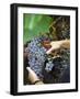 Vineyard Worker Harvesting Bunch of Grenache Noir Grapes, Collioure, Languedoc-Roussillon, France-Per Karlsson-Framed Photographic Print