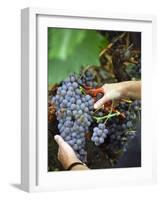 Vineyard Worker Harvesting Bunch of Grenache Noir Grapes, Collioure, Languedoc-Roussillon, France-Per Karlsson-Framed Photographic Print