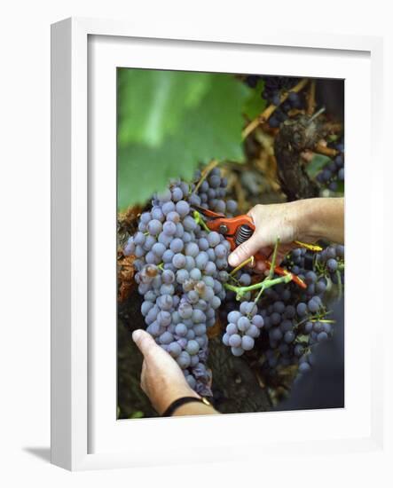 Vineyard Worker Harvesting Bunch of Grenache Noir Grapes, Collioure, Languedoc-Roussillon, France-Per Karlsson-Framed Photographic Print