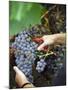 Vineyard Worker Harvesting Bunch of Grenache Noir Grapes, Collioure, Languedoc-Roussillon, France-Per Karlsson-Mounted Photographic Print