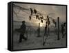 Vineyard Workers Harvest Frozen Vidal Grapes at Hunt Country Vineyards-null-Framed Stretched Canvas