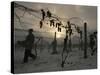 Vineyard Workers Harvest Frozen Vidal Grapes at Hunt Country Vineyards-null-Stretched Canvas