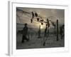 Vineyard Workers Harvest Frozen Vidal Grapes at Hunt Country Vineyards-null-Framed Photographic Print