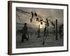 Vineyard Workers Harvest Frozen Vidal Grapes at Hunt Country Vineyards-null-Framed Photographic Print