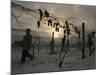 Vineyard Workers Harvest Frozen Vidal Grapes at Hunt Country Vineyards-null-Mounted Photographic Print