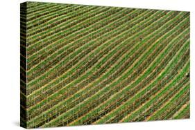 Vineyard-Izidor Gasperlin-Stretched Canvas