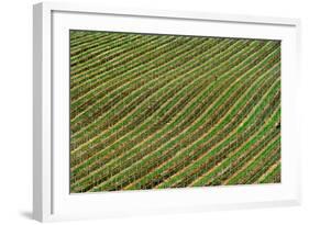 Vineyard-Izidor Gasperlin-Framed Photographic Print