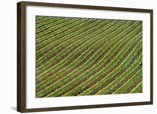 Vineyard-Izidor Gasperlin-Framed Photographic Print