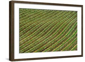 Vineyard-Izidor Gasperlin-Framed Photographic Print