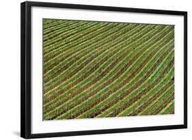 Vineyard-Izidor Gasperlin-Framed Photographic Print