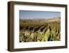 Vineyard-Stuart Black-Framed Photographic Print