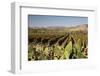 Vineyard-Stuart Black-Framed Photographic Print