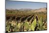 Vineyard-Stuart Black-Mounted Photographic Print