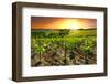 Vineyard-gkuna-Framed Photographic Print