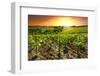 Vineyard-gkuna-Framed Photographic Print