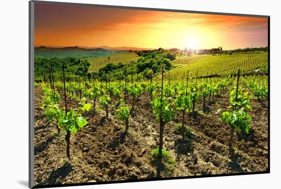 Vineyard-gkuna-Mounted Photographic Print