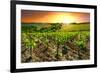 Vineyard-gkuna-Framed Photographic Print