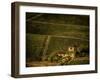 Vineyard-Dan Ballard-Framed Photographic Print