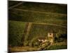 Vineyard-Dan Ballard-Mounted Photographic Print