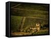 Vineyard-Dan Ballard-Framed Stretched Canvas