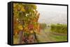Vineyards Above Spitz an Der Danau, Wachau, Austria, Europe-Miles Ertman-Framed Stretched Canvas