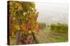 Vineyards Above Spitz an Der Danau, Wachau, Austria, Europe-Miles Ertman-Stretched Canvas