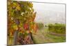 Vineyards Above Spitz an Der Danau, Wachau, Austria, Europe-Miles Ertman-Mounted Photographic Print