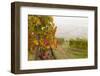 Vineyards Above Spitz an Der Danau, Wachau, Austria, Europe-Miles Ertman-Framed Photographic Print