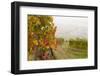 Vineyards Above Spitz an Der Danau, Wachau, Austria, Europe-Miles Ertman-Framed Photographic Print