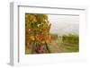 Vineyards Above Spitz an Der Danau, Wachau, Austria, Europe-Miles Ertman-Framed Photographic Print