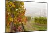 Vineyards Above Spitz an Der Danau, Wachau, Austria, Europe-Miles Ertman-Mounted Photographic Print