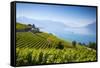 Vineyards Above Vevey, Lake Geneva, Vaud, Switzerland-Jon Arnold-Framed Stretched Canvas