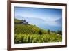 Vineyards Above Vevey, Lake Geneva, Vaud, Switzerland-Jon Arnold-Framed Photographic Print