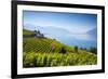 Vineyards Above Vevey, Lake Geneva, Vaud, Switzerland-Jon Arnold-Framed Photographic Print