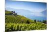 Vineyards Above Vevey, Lake Geneva, Vaud, Switzerland-Jon Arnold-Mounted Photographic Print
