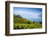 Vineyards Above Vevey, Lake Geneva, Vaud, Switzerland-Jon Arnold-Framed Photographic Print