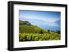 Vineyards Above Vevey, Lake Geneva, Vaud, Switzerland-Jon Arnold-Framed Photographic Print