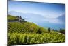 Vineyards Above Vevey, Lake Geneva, Vaud, Switzerland-Jon Arnold-Mounted Photographic Print