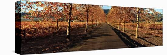 Vineyards Along a Road, Beaulieu Vineyard, Napa Valley, California, USA-null-Stretched Canvas