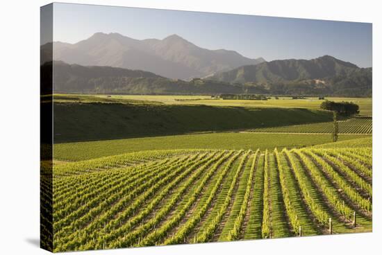 Vineyards Along Delta Lake Heights Road, Renwick, Near Blenheim-Stuart Black-Stretched Canvas