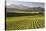 Vineyards Along Delta Lake Heights Road, Renwick, Near Blenheim-Stuart Black-Stretched Canvas