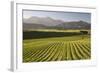 Vineyards Along Delta Lake Heights Road, Renwick, Near Blenheim-Stuart Black-Framed Photographic Print