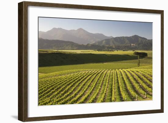 Vineyards Along Delta Lake Heights Road, Renwick, Near Blenheim-Stuart Black-Framed Photographic Print