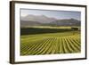 Vineyards Along Delta Lake Heights Road, Renwick, Near Blenheim-Stuart Black-Framed Photographic Print