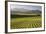 Vineyards Along Delta Lake Heights Road, Renwick, Near Blenheim-Stuart Black-Framed Photographic Print