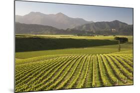 Vineyards Along Delta Lake Heights Road, Renwick, Near Blenheim-Stuart Black-Mounted Photographic Print