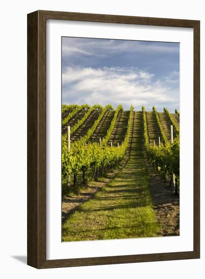 Vineyards Along Delta Lake Heights Road, Renwick, Near Blenheim-Stuart Black-Framed Photographic Print